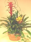 Double Bromiliad Panter